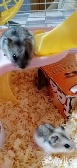 Хомяки джунгарики бесплатно