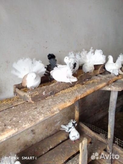 Продажа голубей