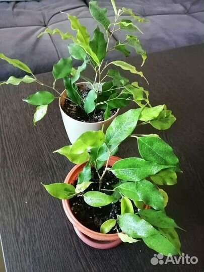 Сортовые фикусы