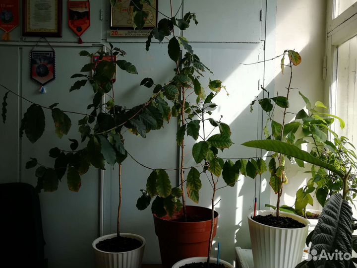 Кофейное дерево