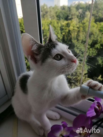 Кошечка 3 месяца