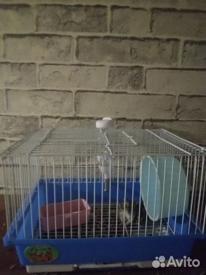 Джунгарские хомячки с клеткой