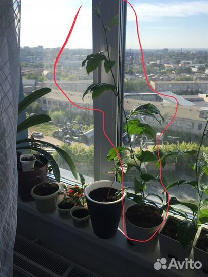 Маракуйя плодоносящая