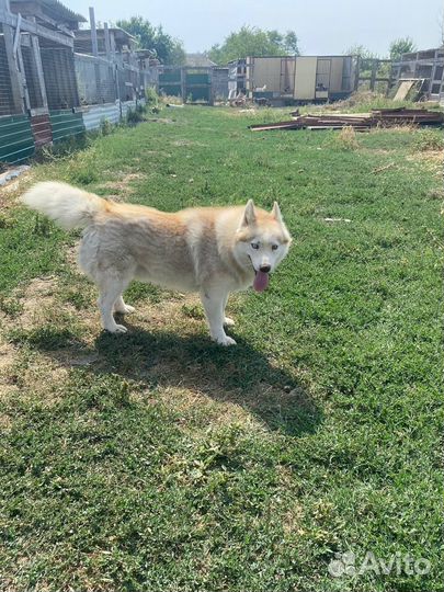 Мальчишка Диксон