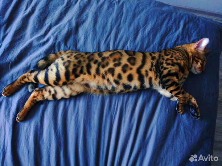 Бенгальский кот вязка