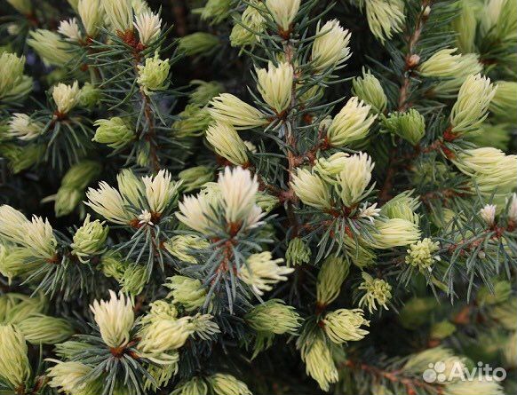 Ель Sun of the sky