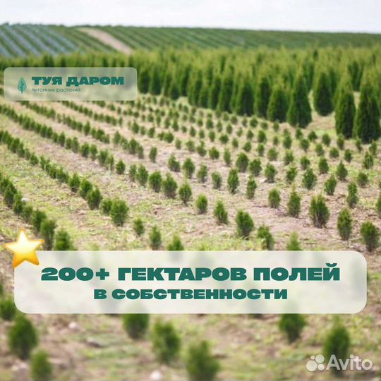 Туя смарагд 190 см