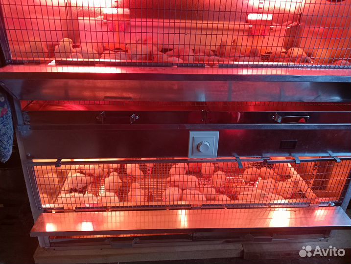 Гуси-гусята.Куры-цыплята. Бройлеры