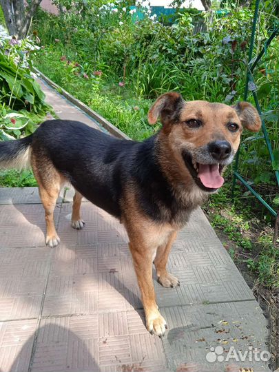 Собака улыбака в добрые руки