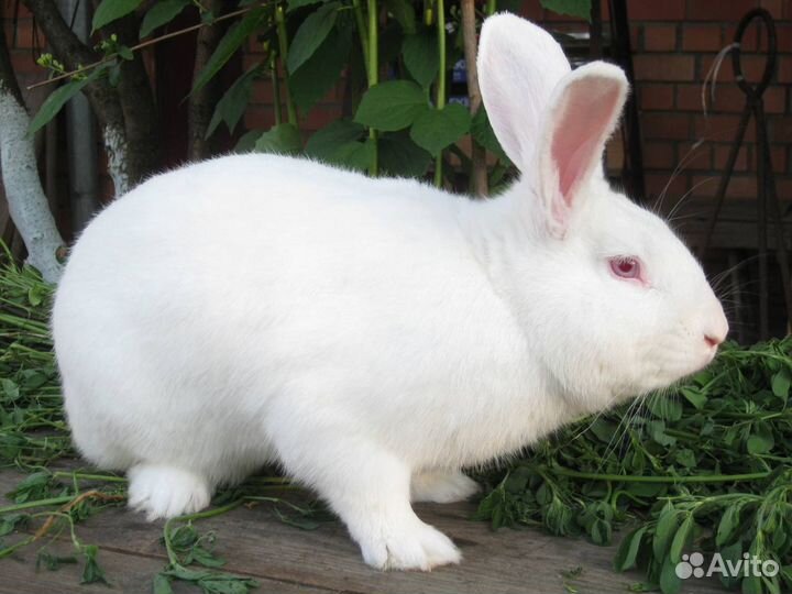 Продам Катумского барана и кроликов на разведение