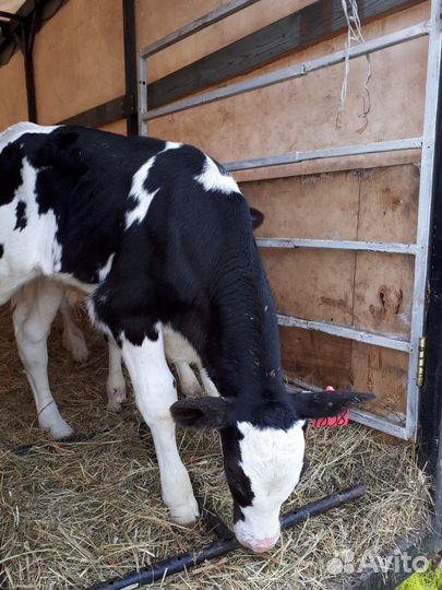 Бычков, телят