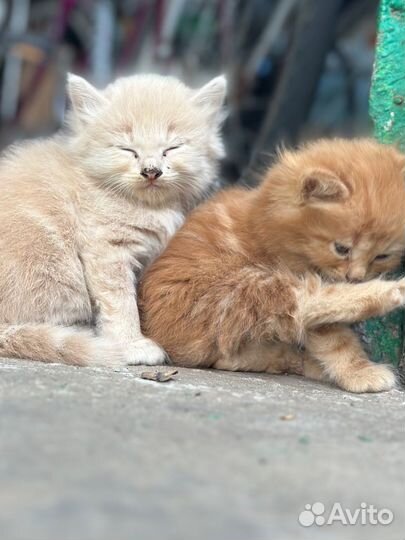 Котята