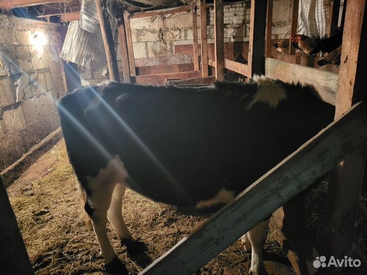 Продаётся Тёлка