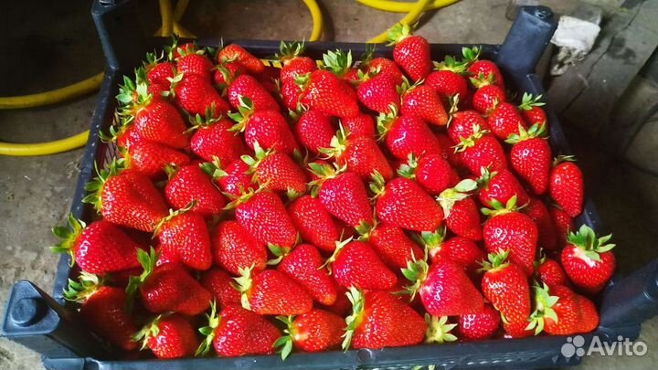 Рассада ремонтантной клубники