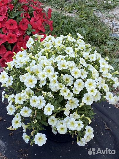 Семена петунии Opera supreme уп.5 шт опера