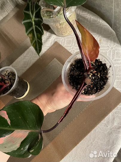 Филодендрон Розовая Принцесса (Pink princess)