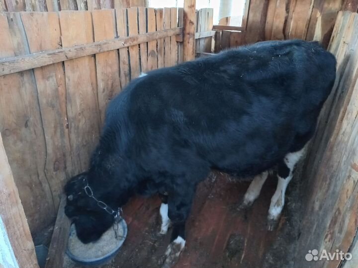 Телята бычки на откорм