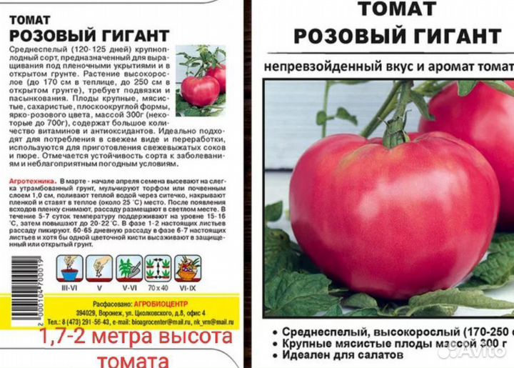 Рассада помидор