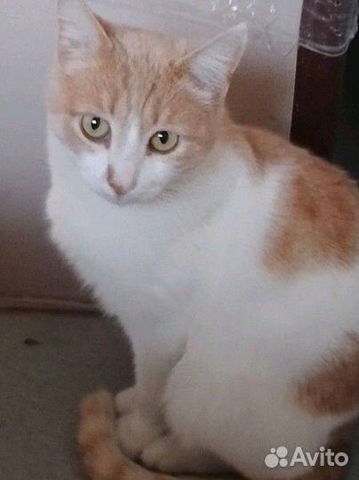 Котик Персик ищет дом