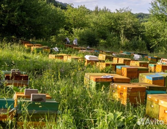 Мёд 24 года из Алтая оптом