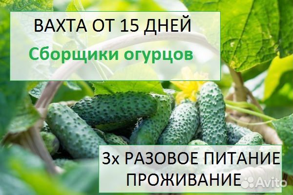 Сборщик огурцов/ Вахта 15-15 / проживание, питание