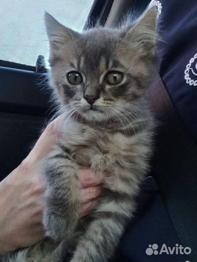 Кошки в добрые руки