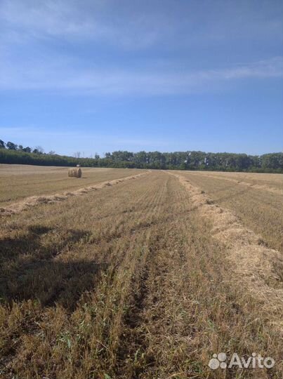 Солома ячменная в тюках