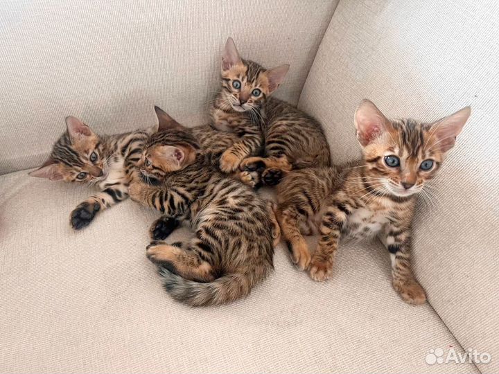 Бенгальские котята