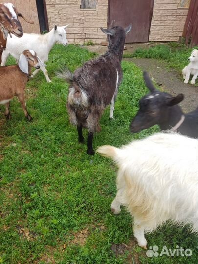 Козы.зааненские.нубийцы. альпийские