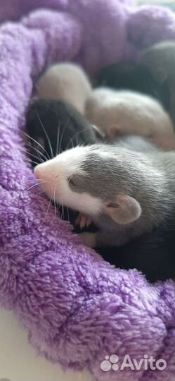 Крысята дамбо