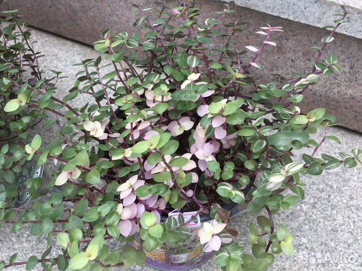 Растения для дома исада