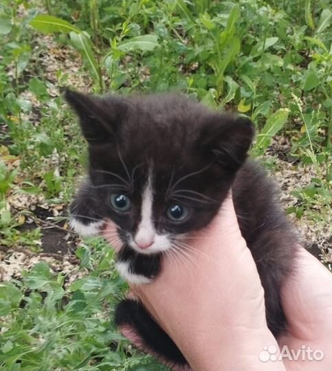 Котята в дар бесплатно