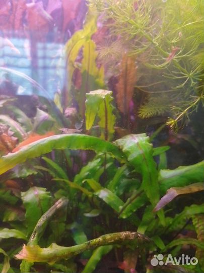 Оранжевые меченосцы и аквариумные растения