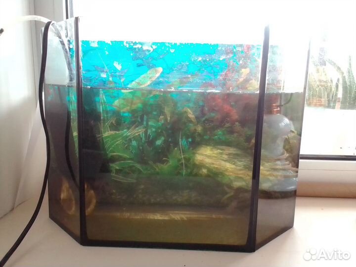 Аквариум