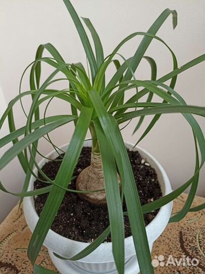 Бокарнея Нолина