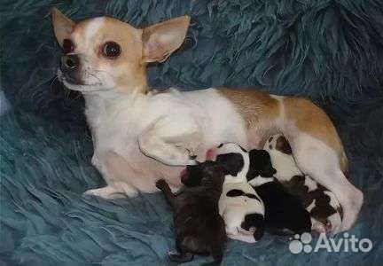 Щенки чихуахуа
