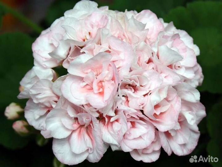 Пеларгонии сортовые 2