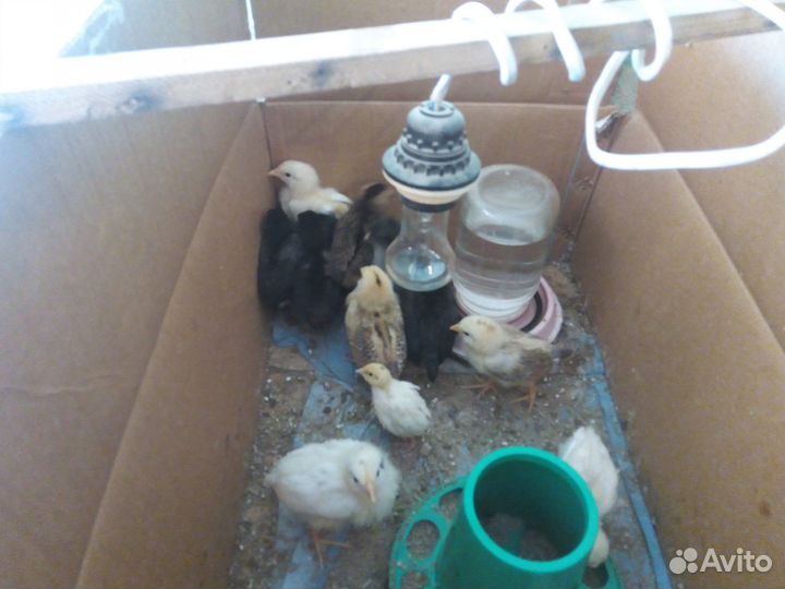 Цыплята подрощенные, суточные. Петушки Леггорна