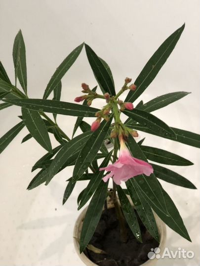 Олеандр комнатный в горшке