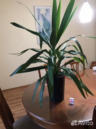 Комнатные цветы юкка