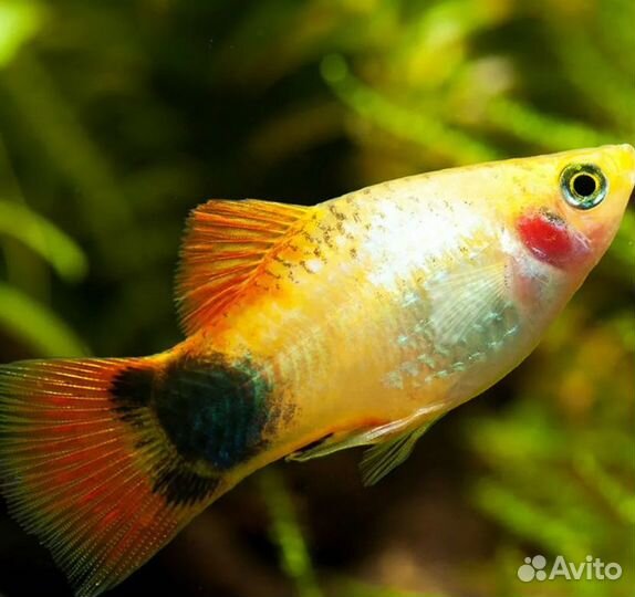 Аквариумные рыбки