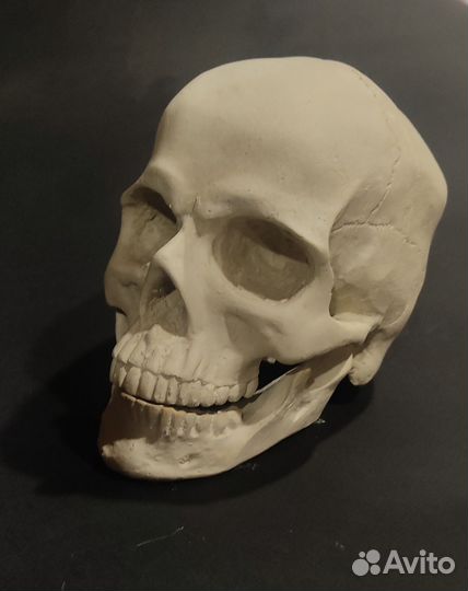 Гипсовый череп