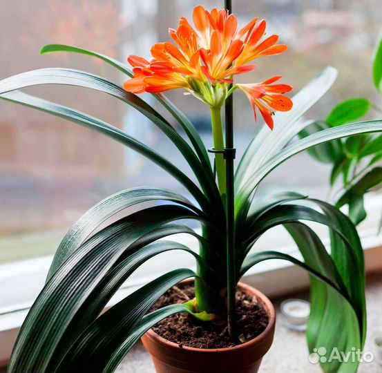 Комнатные цветы