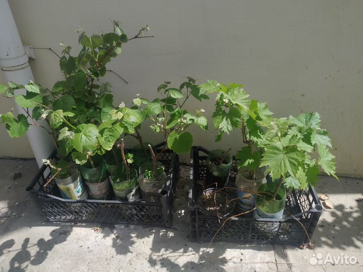 Саженцы винограда