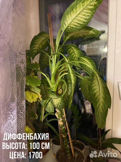 Комнатные цветы