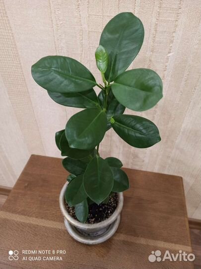 Фикус моклейм