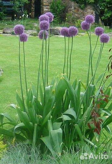 Суворовский лук