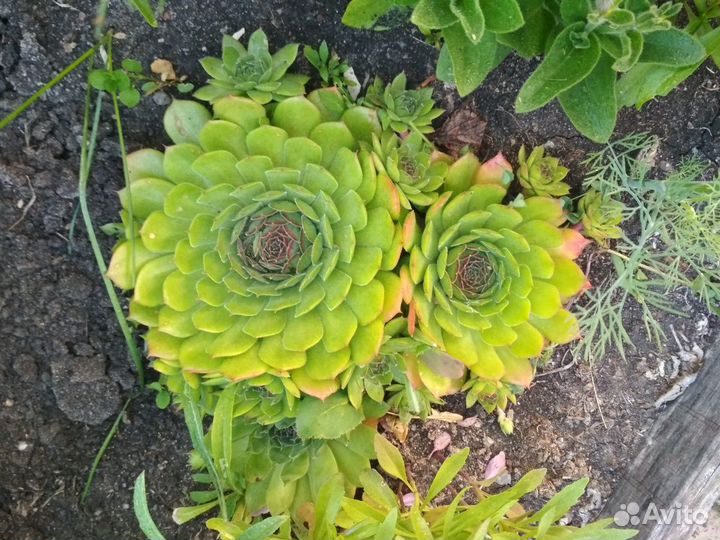 Молодило,каменная роза