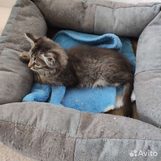 Котёнок-мальчик в добрые руки
