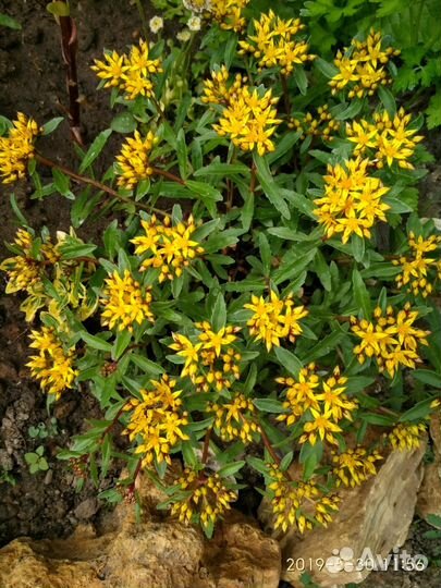 Очиток камчатский, бересклет